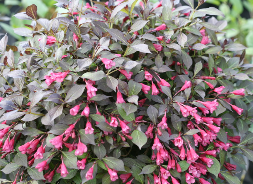 Midnight Wine Shine® Weigela (WEIGELA MIDNIGHT WINE SHINE) - 1 gallon