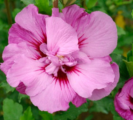 Tahiti™ Hibiscus (HIBISCUS SY. TAHITI) - 2 gallon