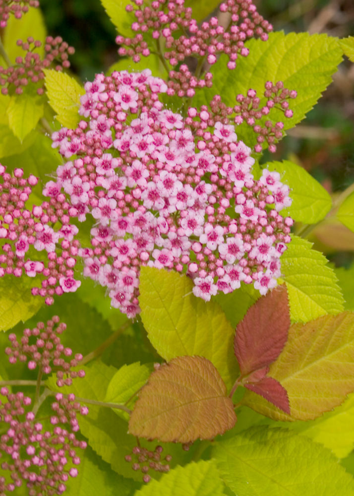 Double Play Big Bang® Spirea (SPIRAEA JAP. DBL PLAY BIG BANG) - 1 gallon