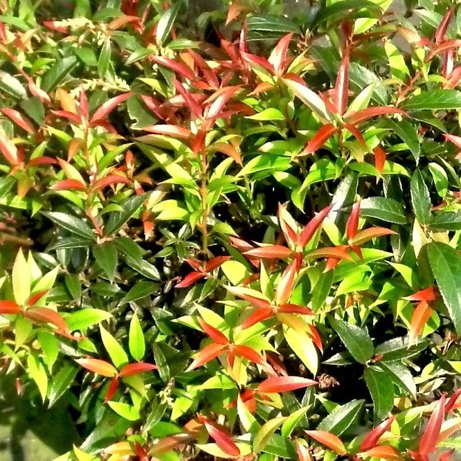 Leocothoe Rejoyce (LEUCOTHOE REJOYCE) - 2 gallon 12&quot;