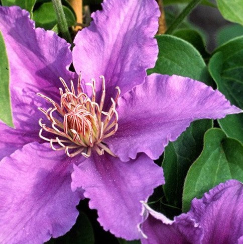 Clematis Bijou™ (CLEMATIS BIJOU  TRAILING) - 3QT