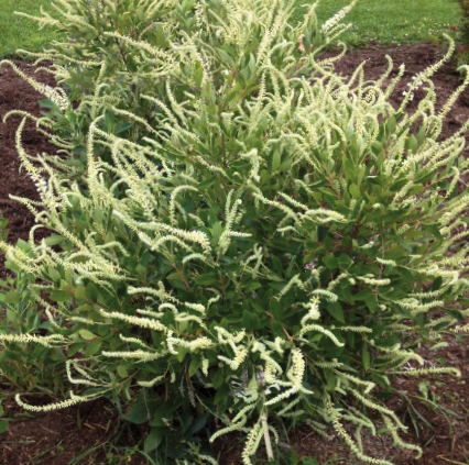 Summer Sparkler™ Summersweet (CLETHRA AL. SMR SPARKLER) - 3 gallon 24&quot;