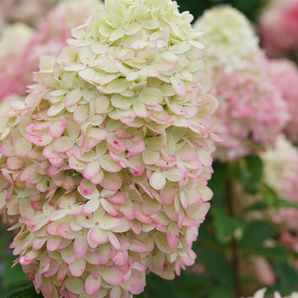 Limelight Prime® Panicle Hydrangea (HYDRANGEA P LIMELIGHT PRIME) - 1 gallon 24&quot;