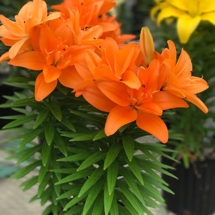 Tiny Double Dutch Asiatic Lily (LILIUM ASIATIC TINY DBL DUTCH) - 1 gallon