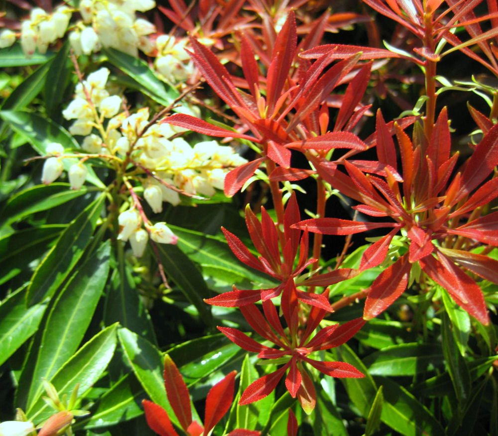 Mountain Fire Andromeda (PIERIS JAP. MOUNTAIN FIRE) - 3 gallon 12&quot;