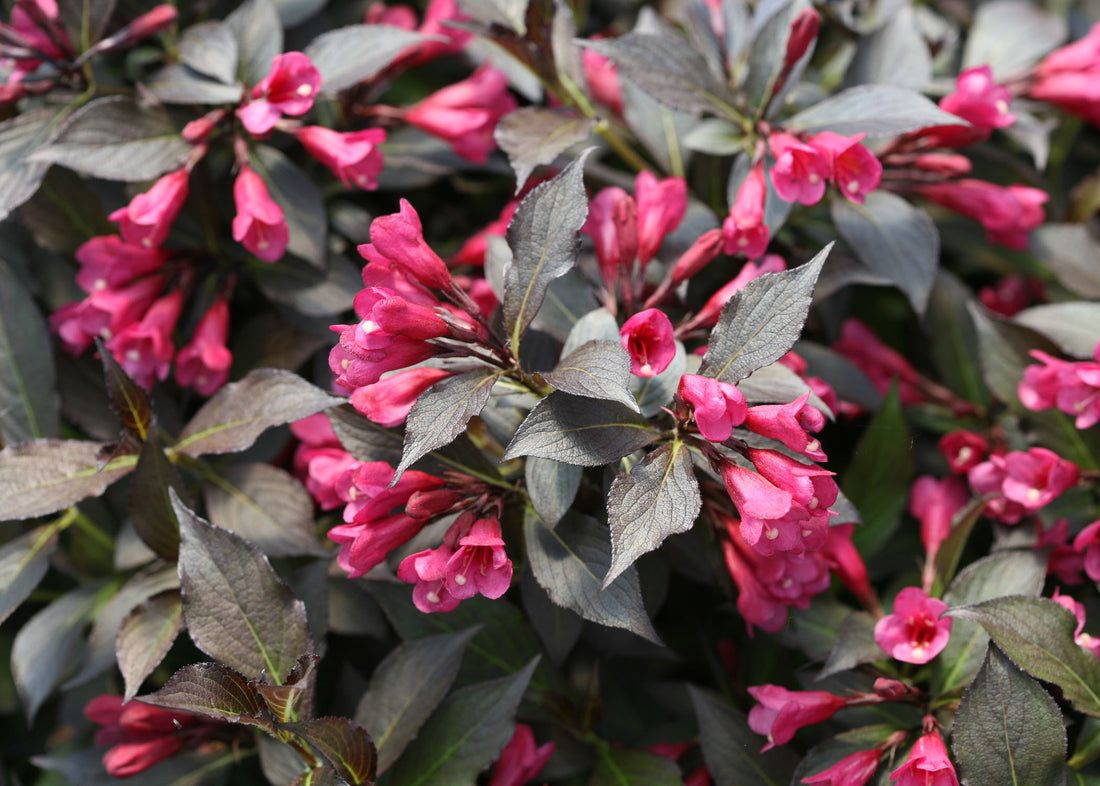 Spilled Wine® Weigela (WEIGELA SPILLED WINE) - 3 gallon 15&quot;
