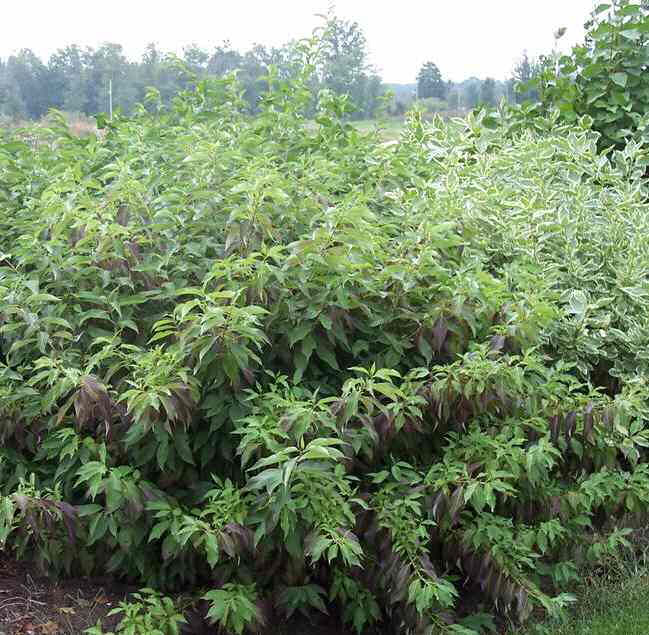 Red Gnome® Siberian Dogwood (CORNUS ALBA RED GNOME) - 3 gallon 15&quot;