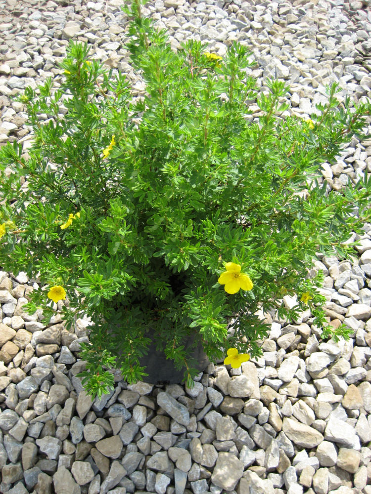 Goldfinger Cinquefoil (POTENTILLA FR. GOLDFINGER) - 3 gallon 12&quot;