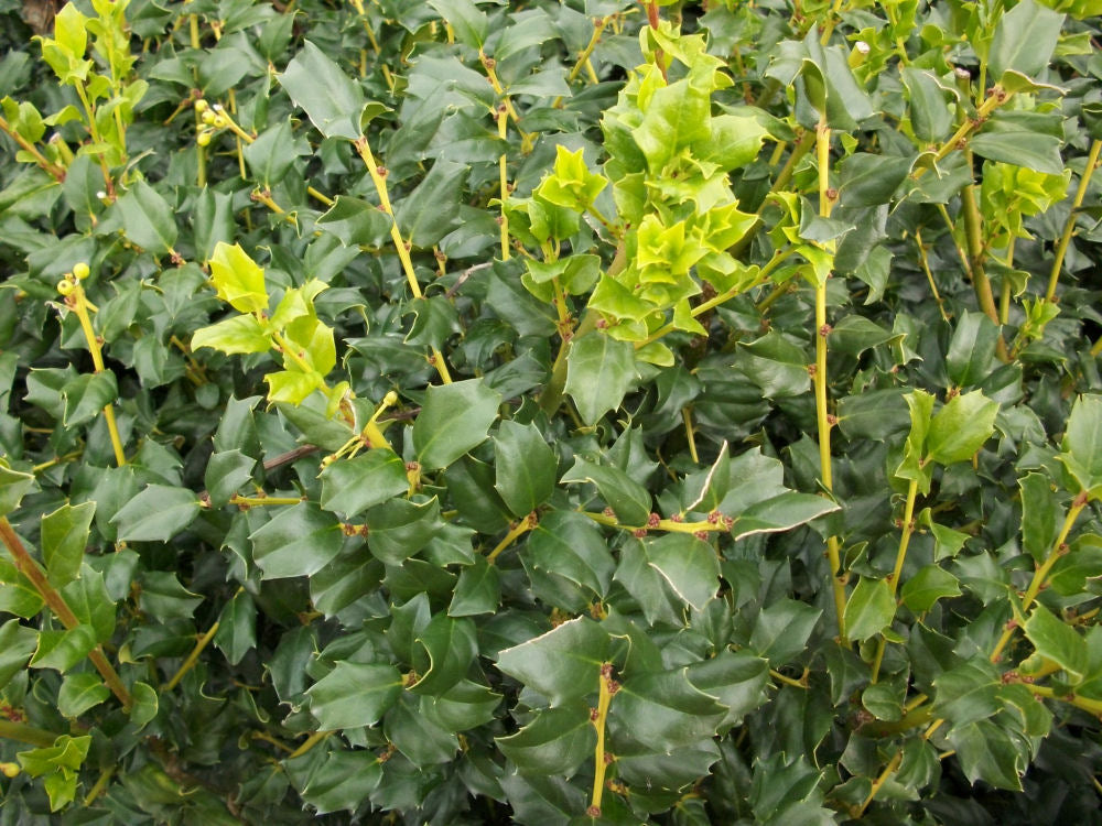 China Boy™ Meserve Holly (ILEX X MES. CHINA BOY) - 3 gallon 15&quot;