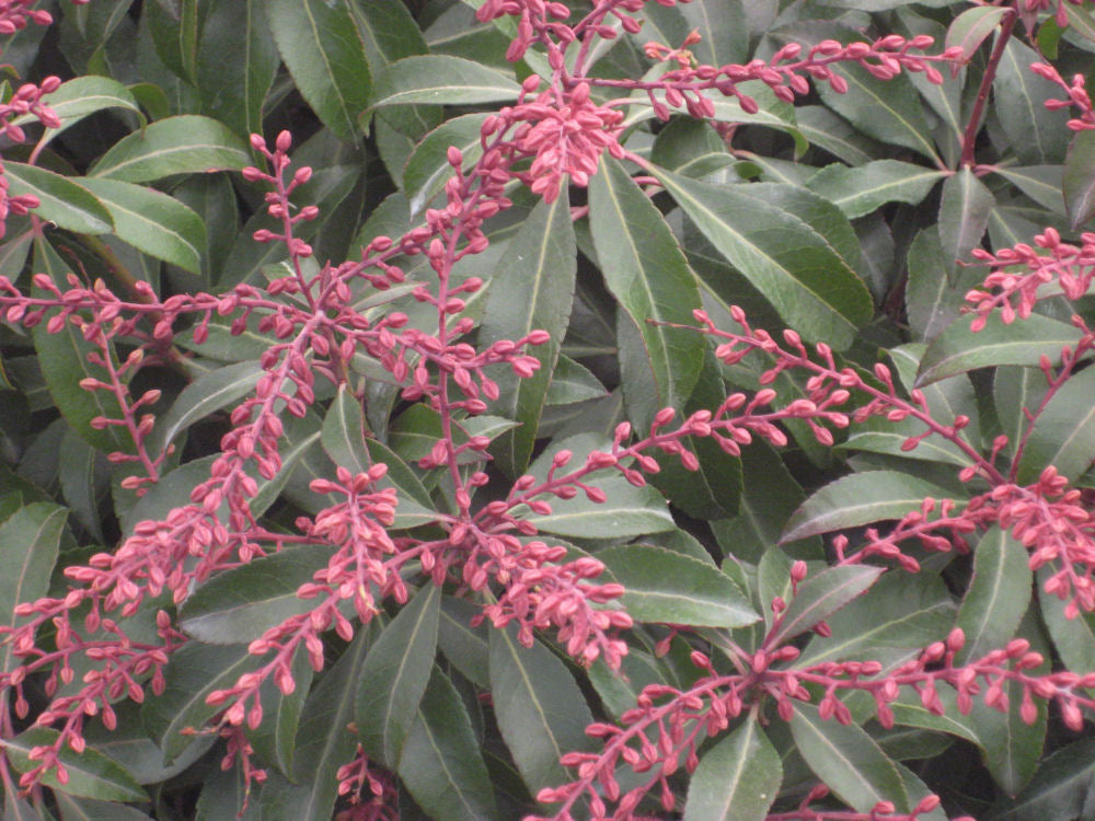 Dorothy Wycoff Andromeda (PIERIS JAP. DOROTHY WYCOFF) - 3 gallon 12&quot;