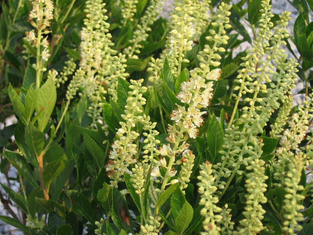 Sixteen Candles Dwarf Summersweet (CLETHRA AL. SIXTEEN CANDLES) - 3 gallon 15&quot;