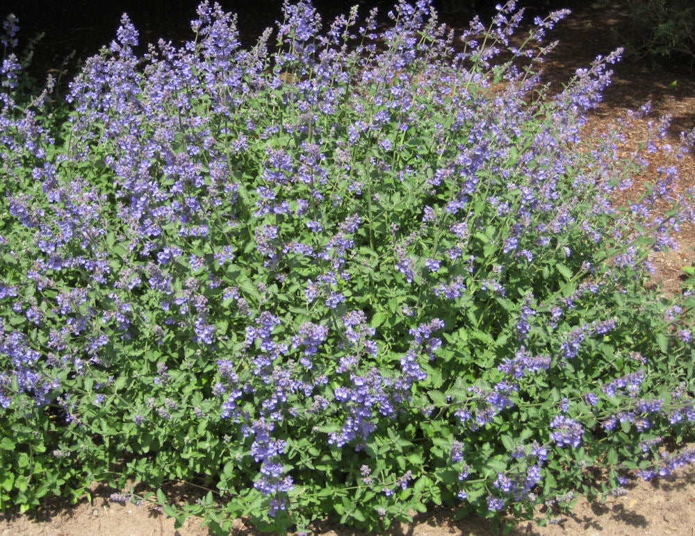 NEPETA X &