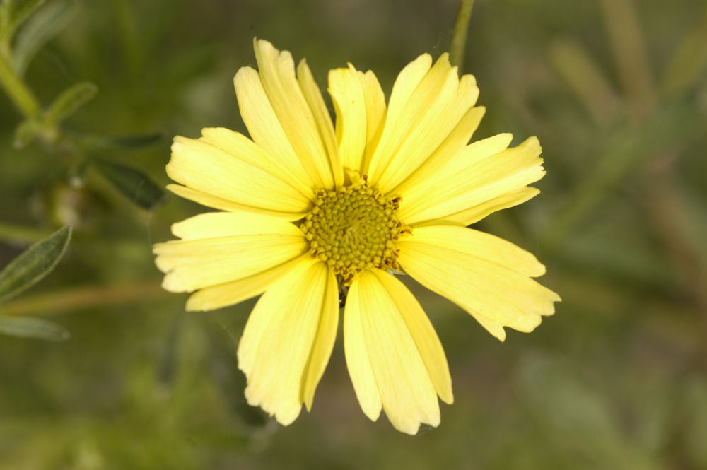 COREOPSIS VERT. &