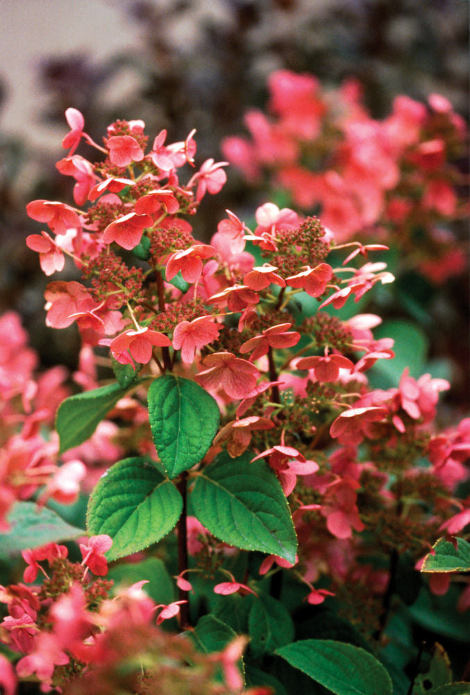 Quick Fire® Panicle Hydrangea (HYDRANGEA P QUICK FIRE) - 3 gallon