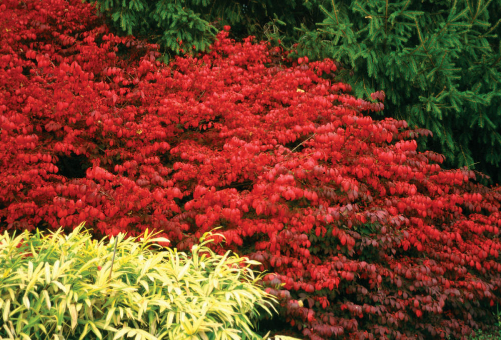 Fire Ball® Burning Bush (EUONYMUS ALATUS FIRE BALL) - 2 gallon 15&quot;