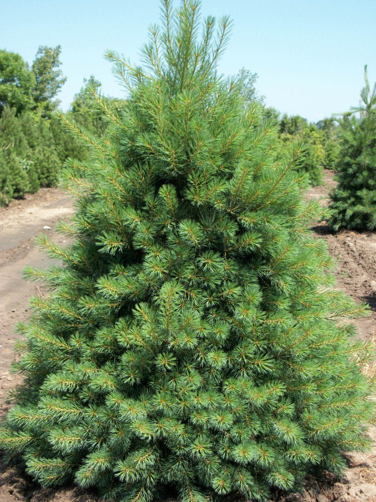 Eastern White Pine (PINUS STROBUS) - 3 gallon 18&quot;