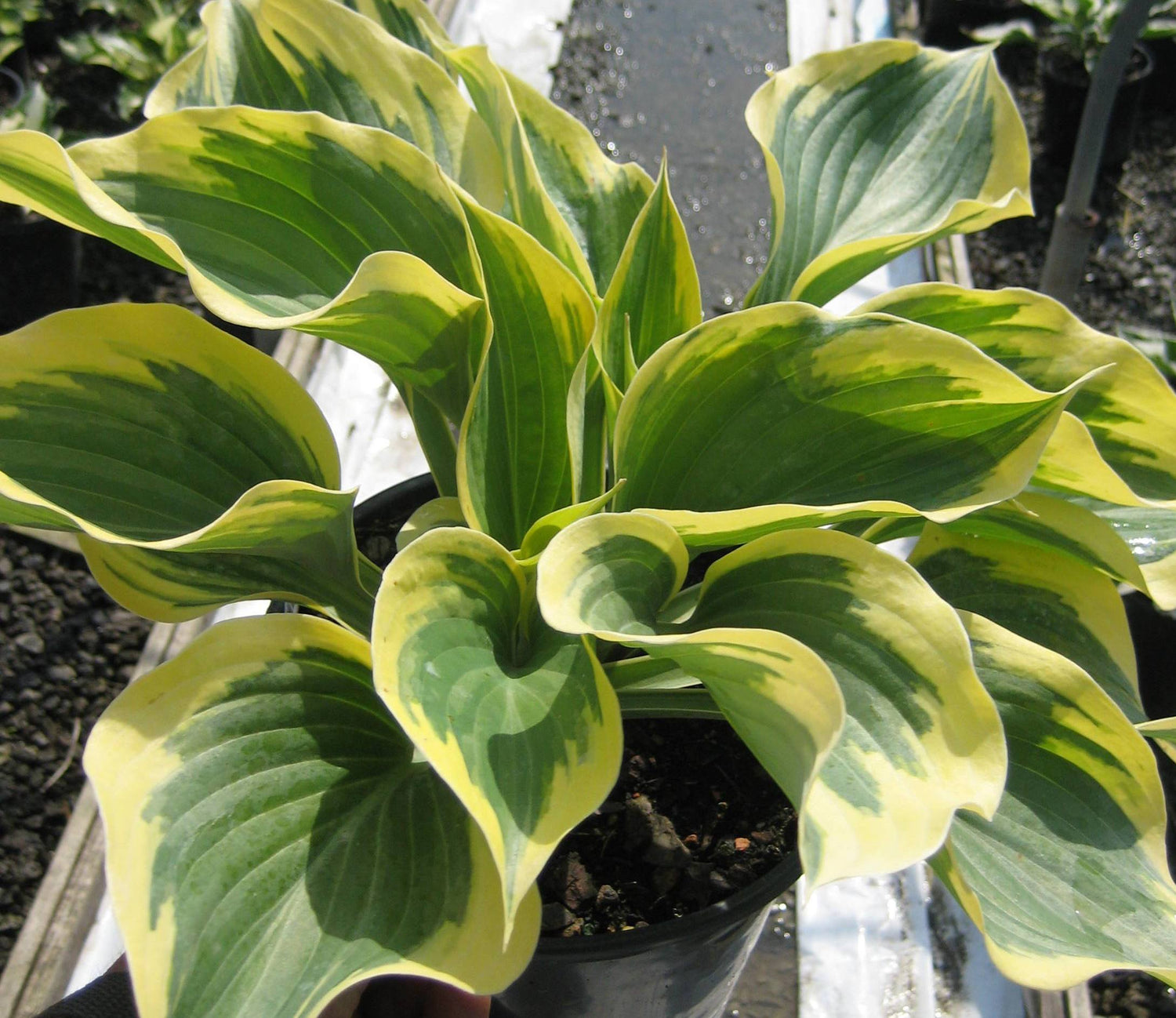 Liberty Plantain Lily (HOSTA LIBERTY)