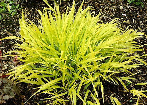 Japanese Forest Grass (GRASS - H.M. ALL GOLD  19CM)