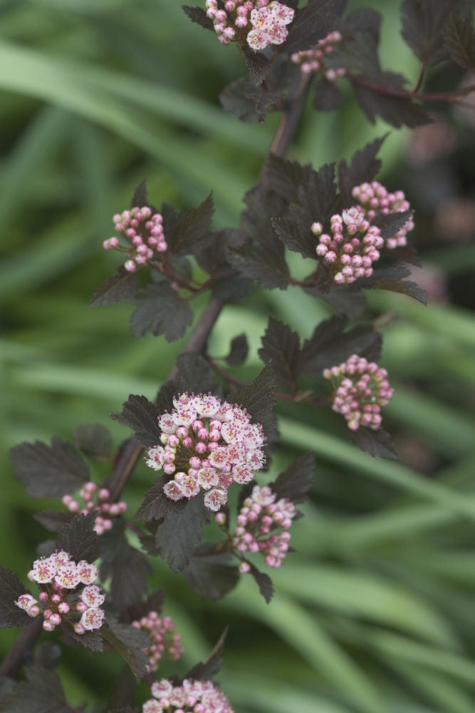 Summer Wine® Ninebark (PHYSOCARPUS O. SMR WINE) - 3 gallon 15&quot;