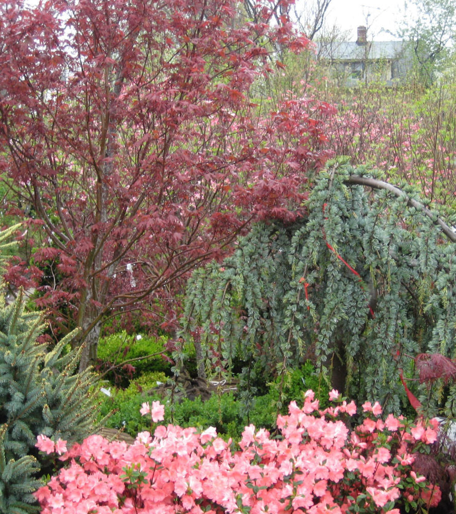 Bloodgood Japanese Maple (ACER PA. BLOODGOOD) - 3 gallon 30-36&quot;