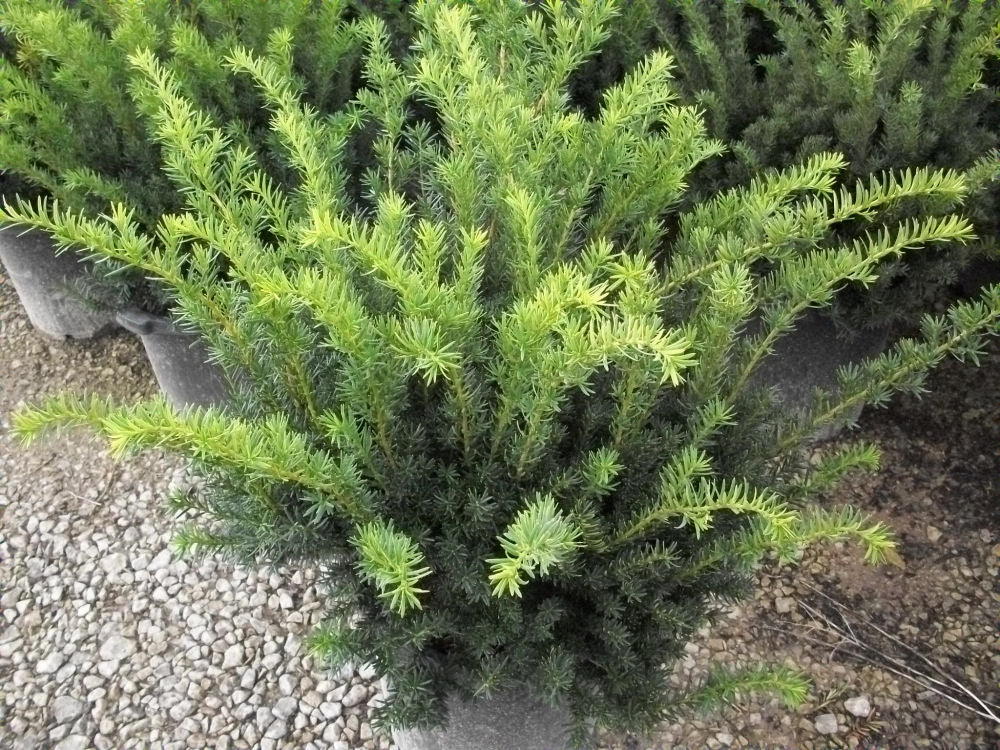 Densiformis Yew (TAXUS MEDIA DENSIFORMIS) - 3 gallon 12-15&quot;