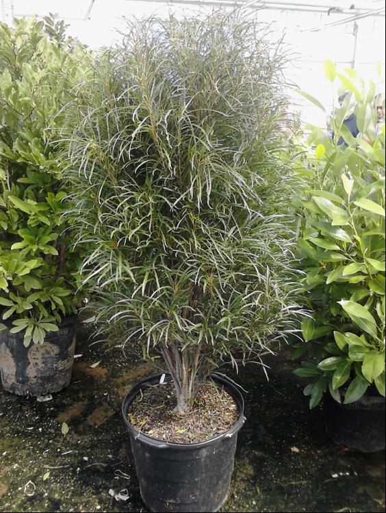 Fine Line® Buckthorn (RHAMNUS F. FINE LINE)