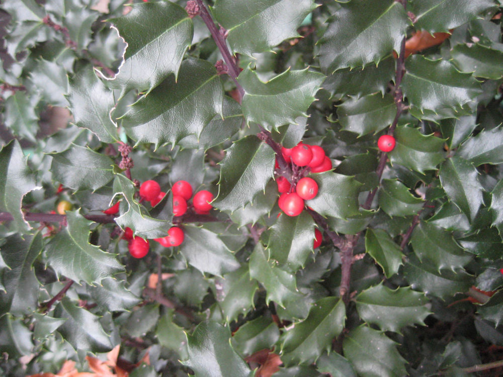 Blue Princess™ Holly (ILEX X MES. BLUE PRINCESS) - 3 gallon 15&quot;