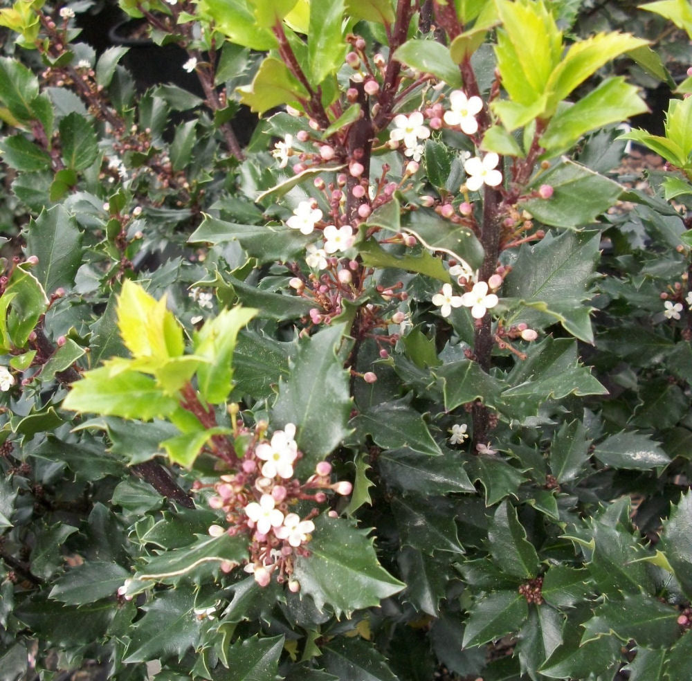 Blue Prince™ Meserve Holly (ILEX X MES. BLUE PRINCE) - 3 gallon 15&quot;