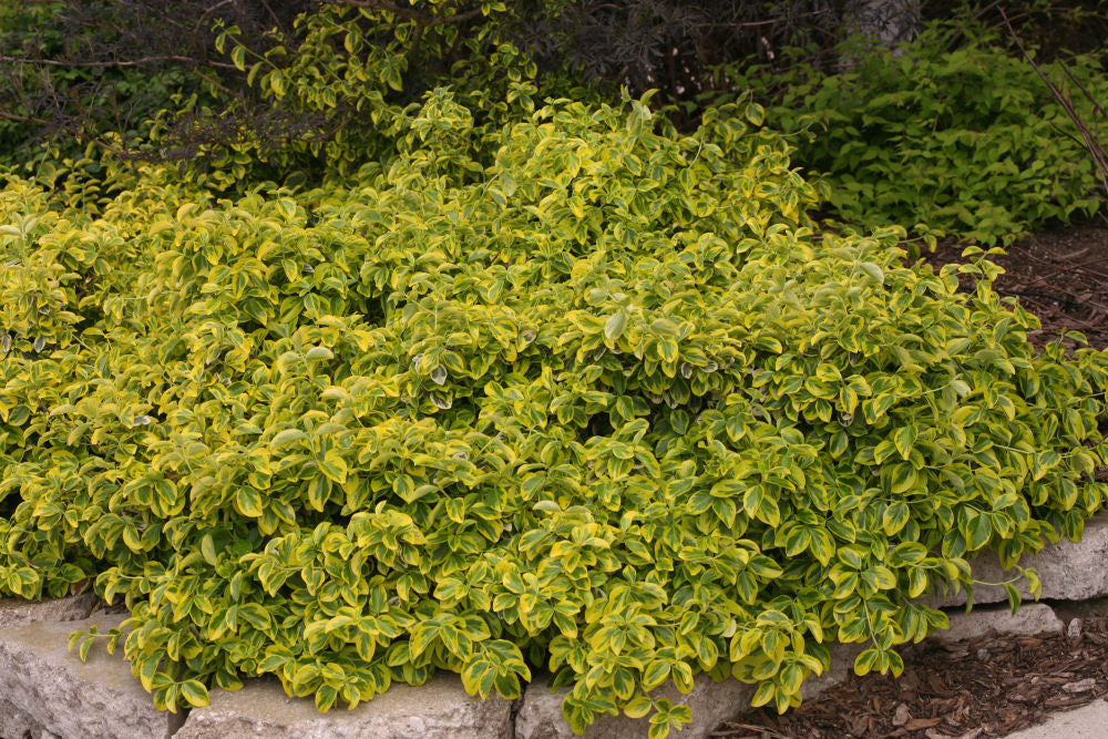 Gold Splash® Wintercreeper (EUONYMUS FOR. GOLD SPLASH) - 2 gallon 10&quot;