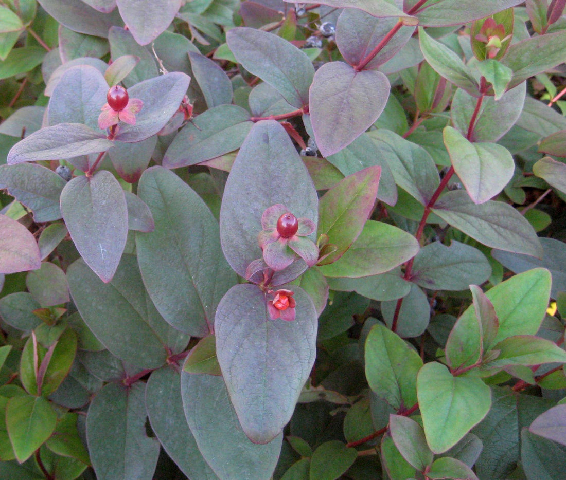Albury Purple St. Johnswort (HYPERICUM X A. ALBURY PURPLE) - 2 gallon 12&quot;