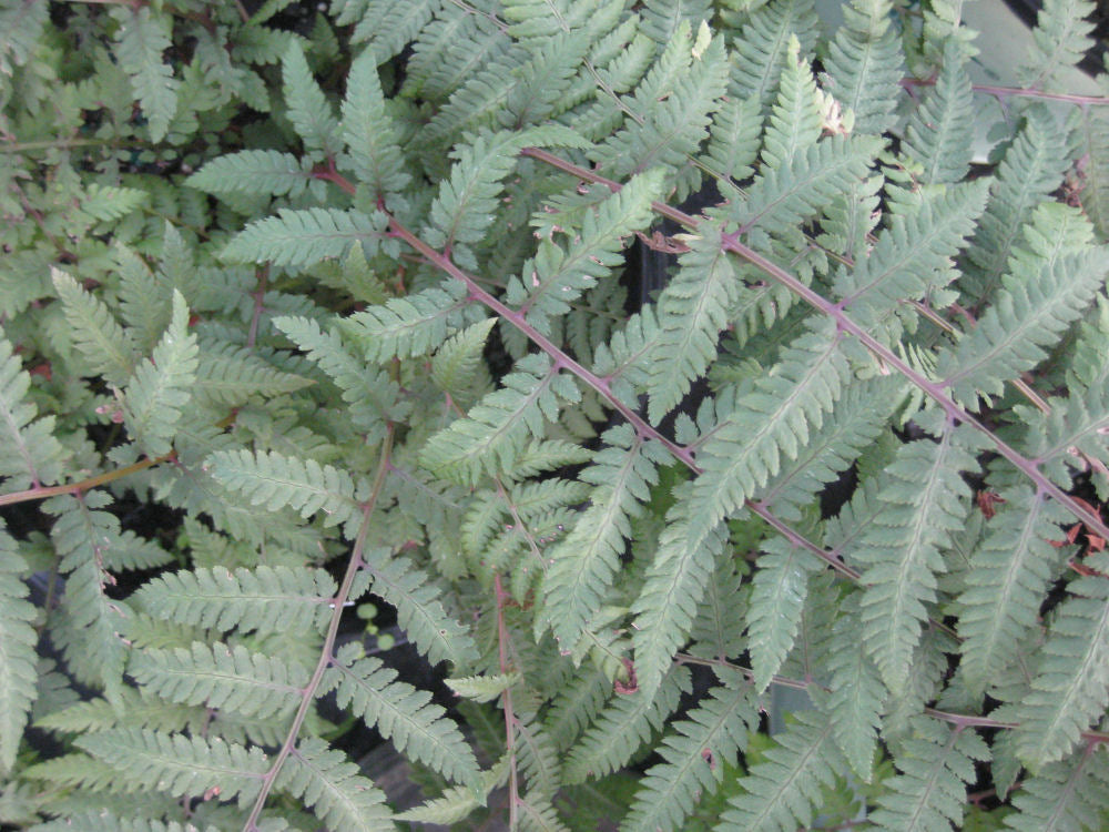 Burgundy Lace Painted Fern (FERN -BURGUNDY LACE) - 1 gallon