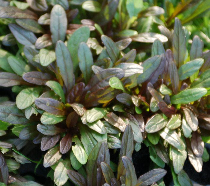 Chocolate Chip Bugleweed (AJUGA CHOCOLATE CHIP) - 1 gallon