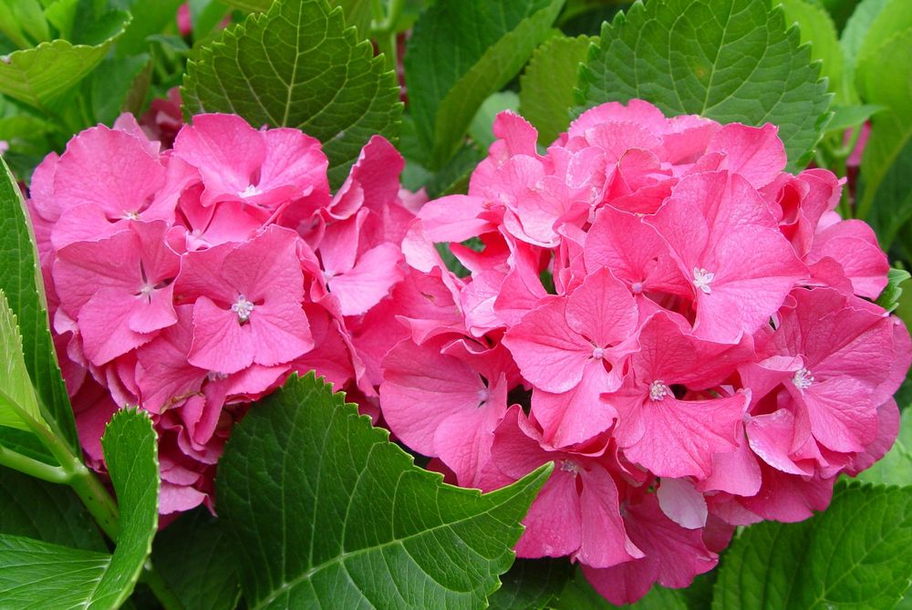 Color Fantasy® Hydrangea (HYDRANGEA M. COLOR FANTASY) - 1 gallon