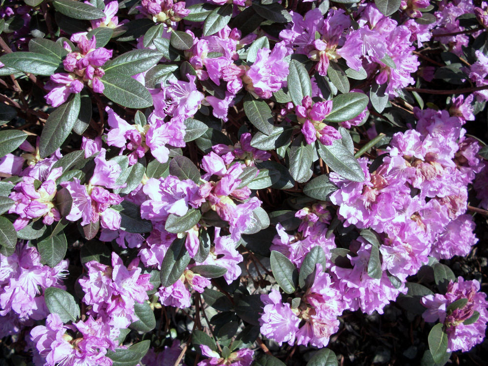 Landmark PJM Rhododendron (RHODO. PJM LANDMARK) - 3 gallon 15&quot;