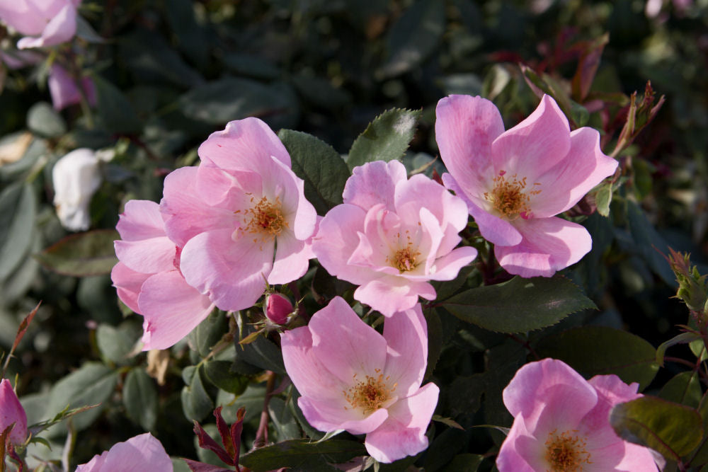 Blushing Knock Out® Rose (ROSE K.O. BLUSHING KNOCKOUT) - 3 gallon