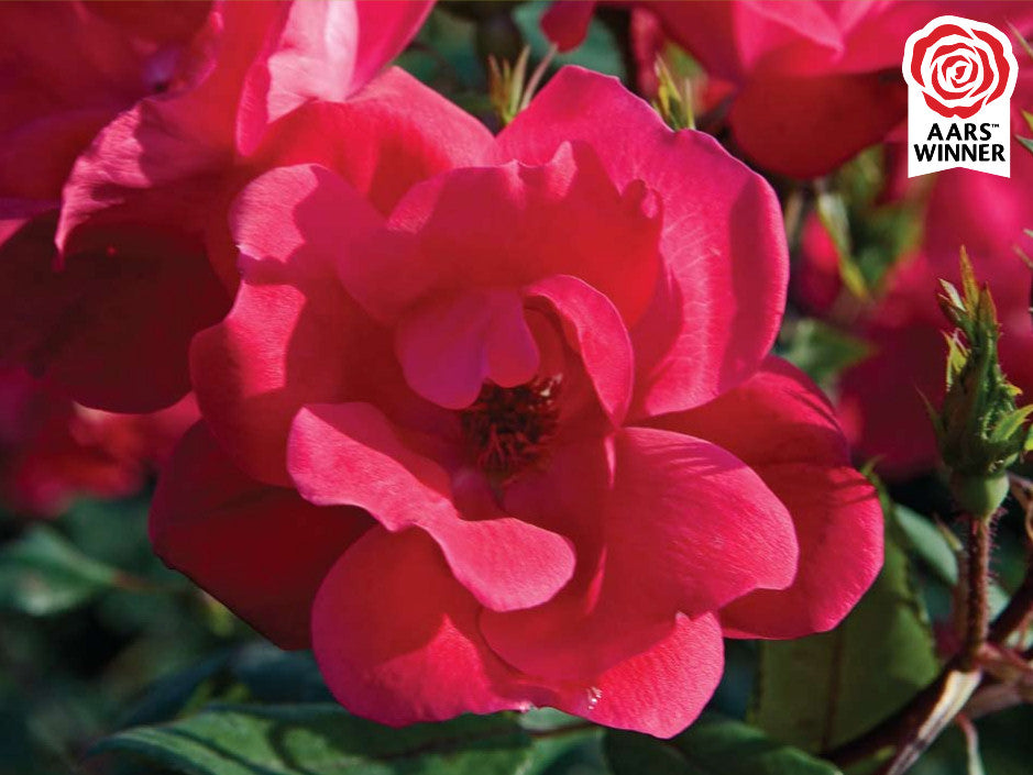Red Knock Out® Rose (ROSE K.O. KNOCKOUT) - 3 gallon