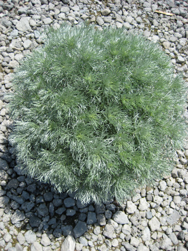 Wormwood &