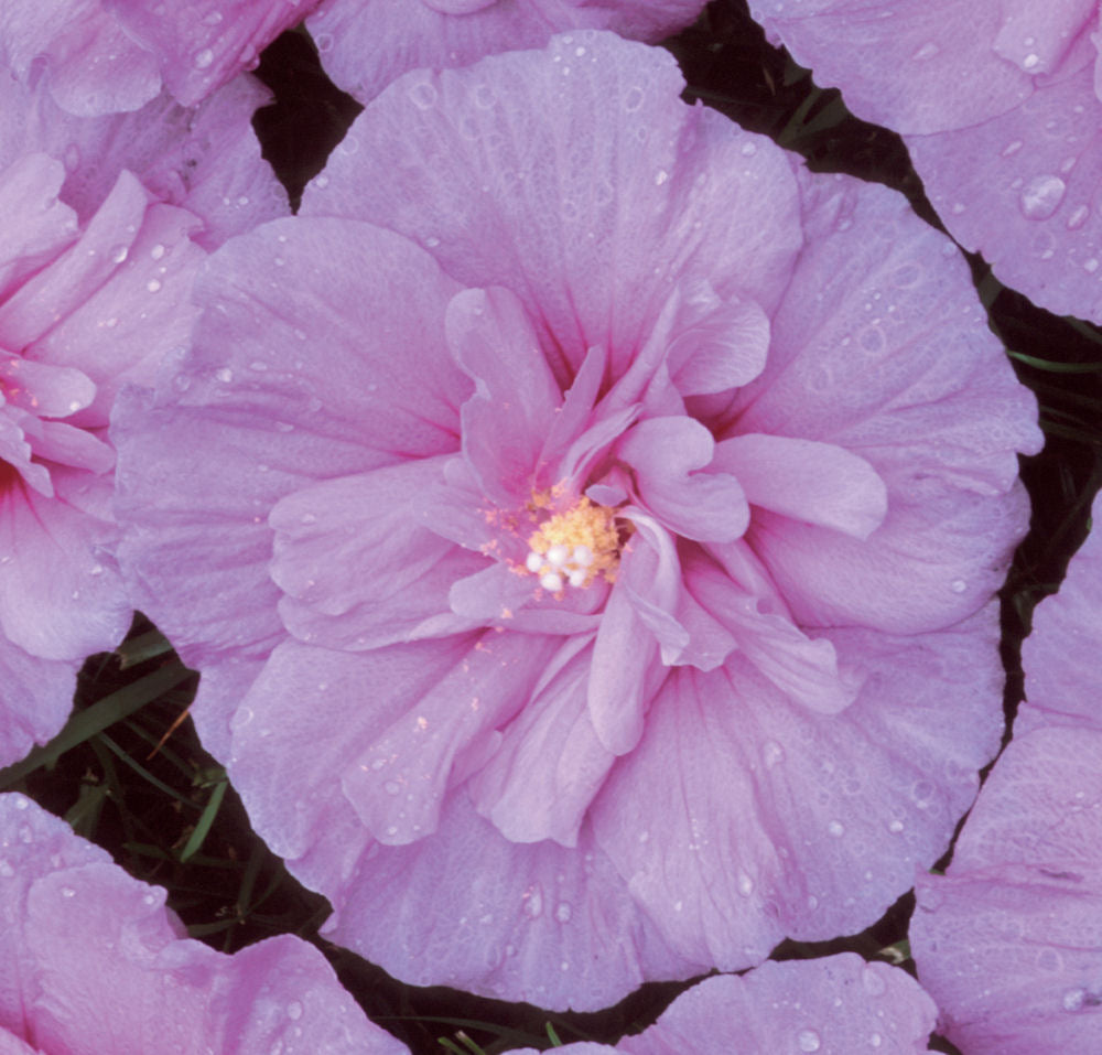 Lavender Chiffon® Rose of Sharon (HIBISCUS S. LAV. CHIFFON) - 3 gallon 30&quot;