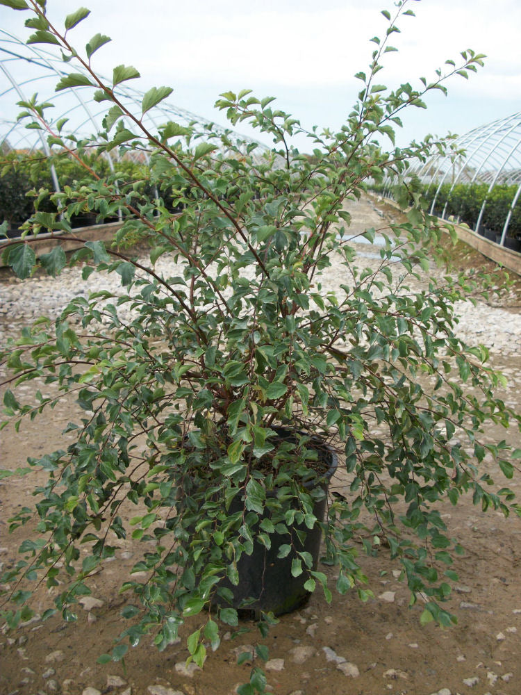 Renaissance Spiraea (SPIRAEA X. VAN. RENAISSANCE) - 3 gallon 15&quot;