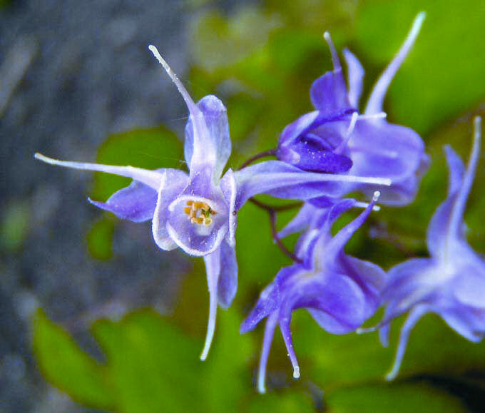 Lilafee Barrenwort (EPIMEDIUM GR. LILAFEE) - 1 gallon
