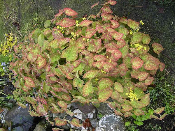 Yellow Barrenwort (EPIMEDIUM FROHNLEITEN)