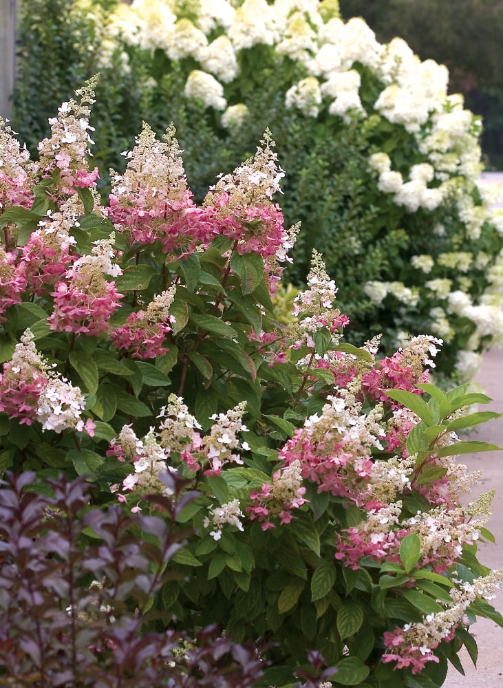 Pinky Winky® Panicle Hydrangea (HYDRANGEA P PINKY WINKY) - 3 gallon
