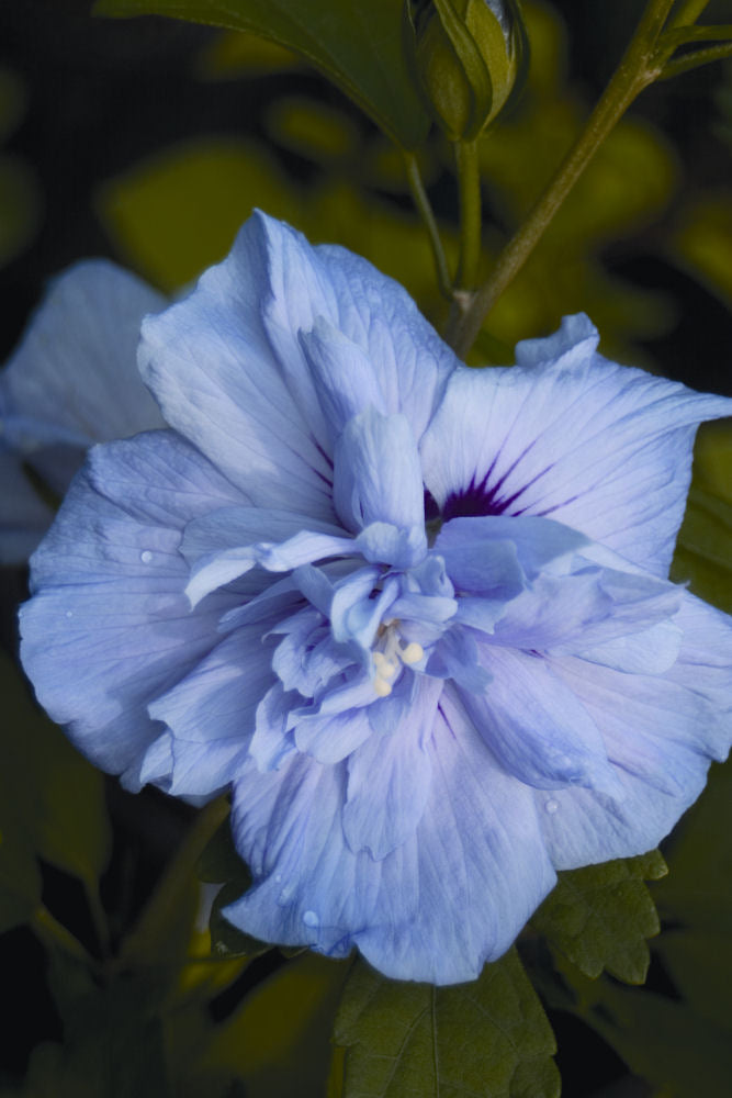 HIBISCUS S. &