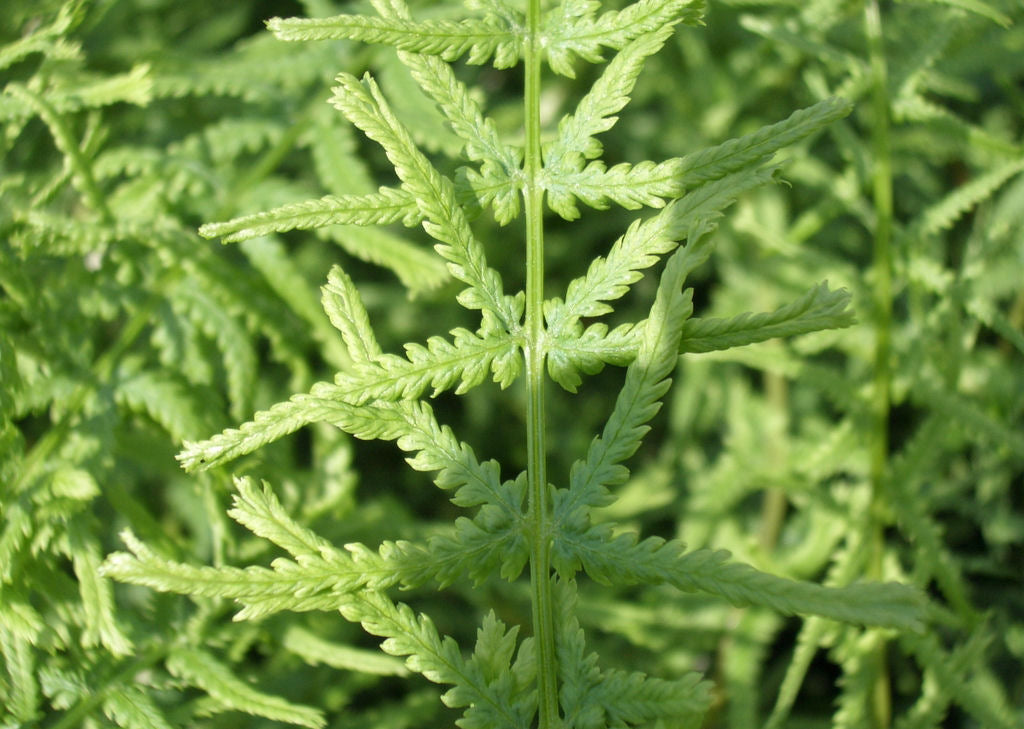 Lady Fern Dre&