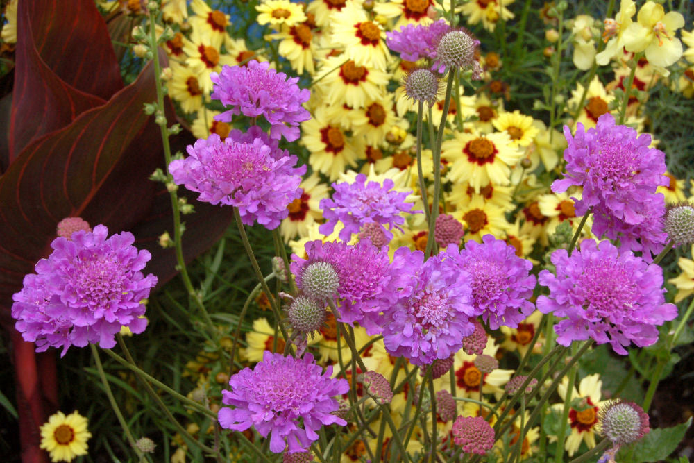 Violet Blue Pincushion Flower (SCABIOSA VIVID VIOLET) - 1 gallon