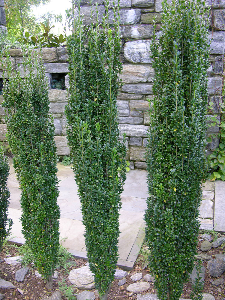 Sky Pencil Holly (ILEX CRENATA SKY PENCIL) - 3 gallon 30&quot;