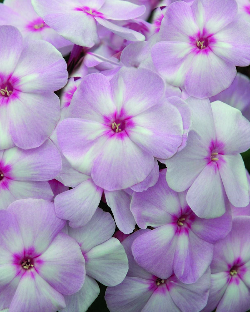 Cotton Candy™ Phlox (PHLOX PAN. COTTON CANDY) - 1 gallon