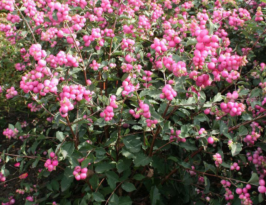 Magical® Galaxy Snowberry (SYMPHORICARPOS SWEET SENSATION) - 3 gallon 15&quot;