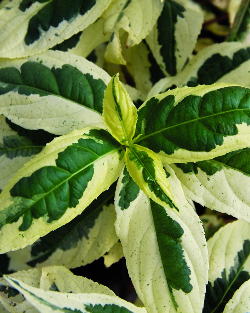 Cool Splash® Dwarf Bush Honeysuckle (DIERVILLA COOL SPLASH) - 3 gallon 12&quot;