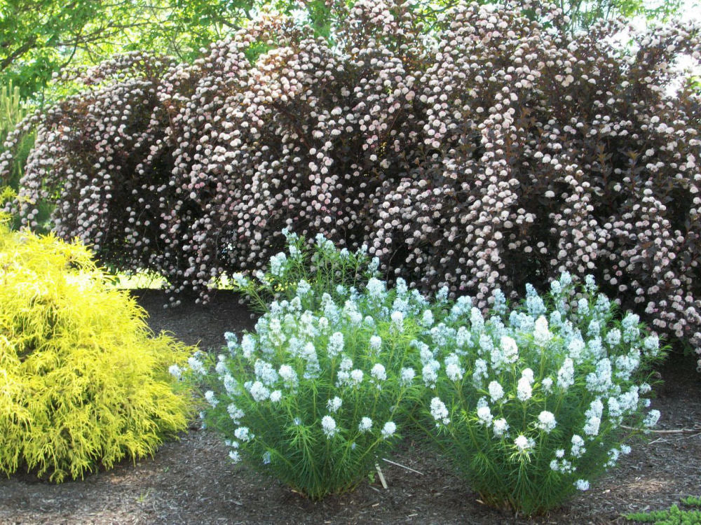 AMSONIA HUBRICHTII  19CM